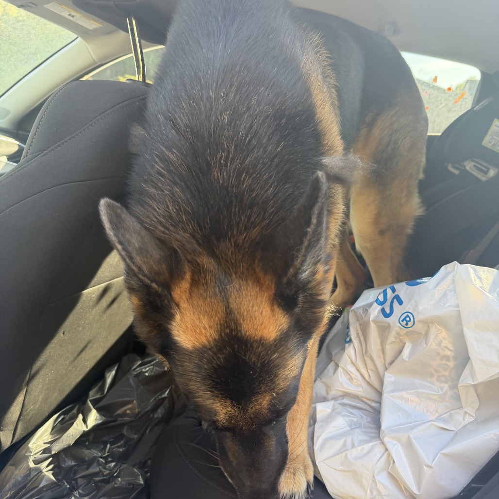 Shelter Stray Unknown Dog last seen , 2608 Center St, Tacoma, WA 98409, USA