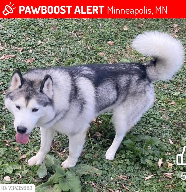 Lost Male Dog last seen Humboldt & 25th Ave N, Minneapolis, MN 55411