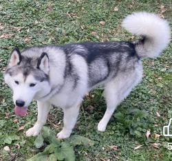 Lost Male Dog last seen Humboldt & 25th Ave N, Minneapolis, MN 55411