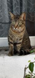 Lost Female Cat last seen Meadowbrook Towers cndmniums, Hallandale Beach, FL 33009