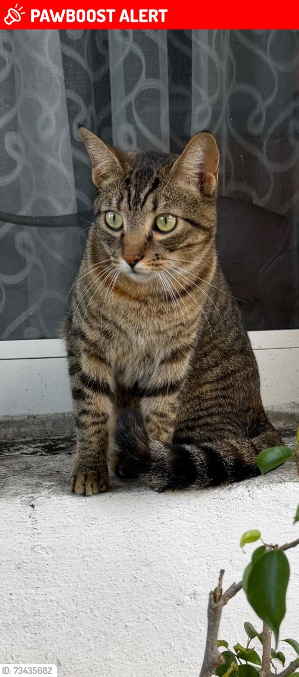 Lost Female Cat last seen Meadowbrook Towers cndmniums, Hallandale Beach, FL 33009