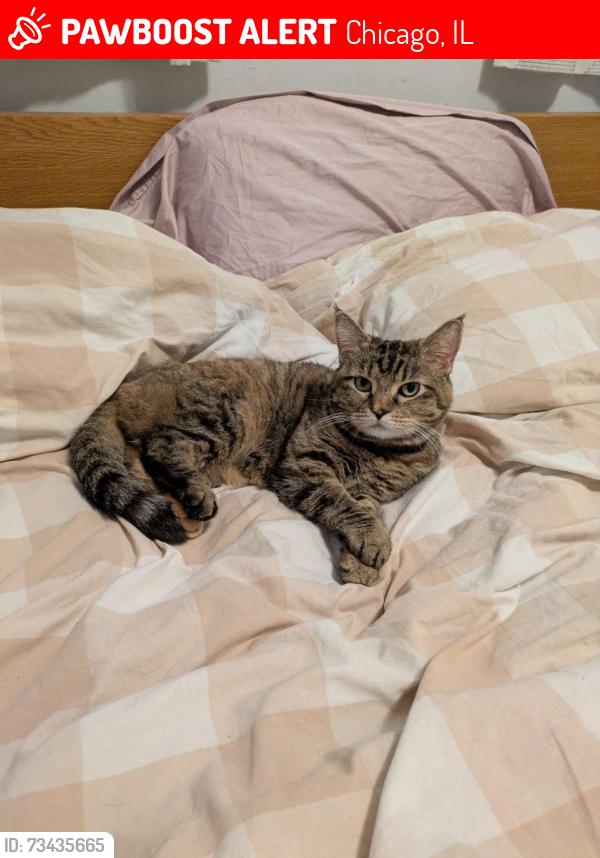 Lost Female Cat last seen Near S. Ingleside Ave. Chicago, IL, 60615, Chicago, IL 60615