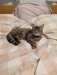 Lost Female Cat last seen Near S. Ingleside Ave. Chicago, IL, 60615, Chicago, IL 60615