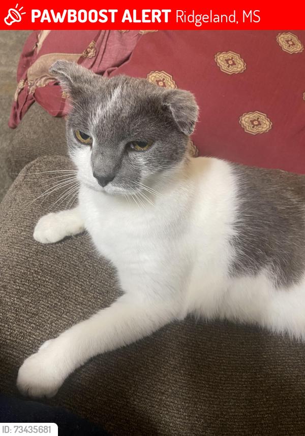 Lost Male Cat last seen S. Pear orchard and north park, Ridgeland, MS 39158