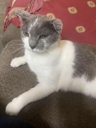 Lost Male Cat last seen S. Pear orchard and north park, Ridgeland, MS 39158