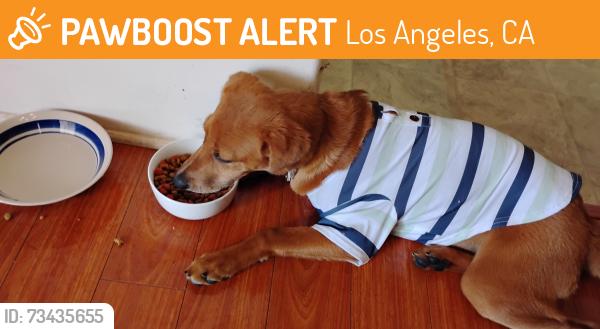 Found/Stray Female Dog last seen Westmoreland & James Wood Blvd., Los Angeles, CA 90005