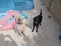 Reunited Male Dog last seen N. San Marcos St. & E. San Pedro Ave., Gilbert, AZ 85234