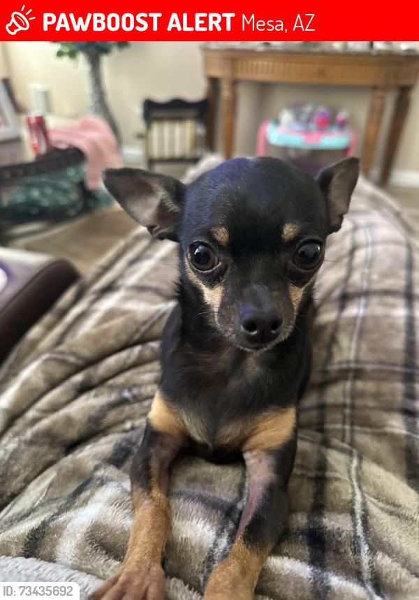 Lost Female Dog last seen Power Rd and Hermosa Vista, Mesa, AZ 85215