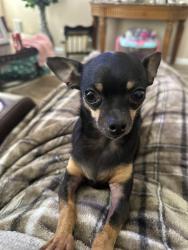 Lost Female Dog last seen Power Rd and Hermosa Vista, Mesa, AZ 85215