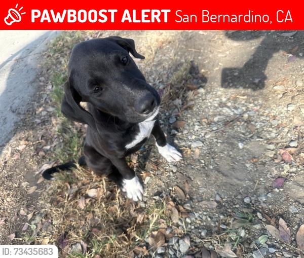 Lost Female Dog last seen Lugo and 28th st, San Bernardino, CA 92405