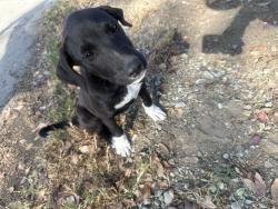 Lost Female Dog last seen Lugo and 28th st, San Bernardino, CA 92405