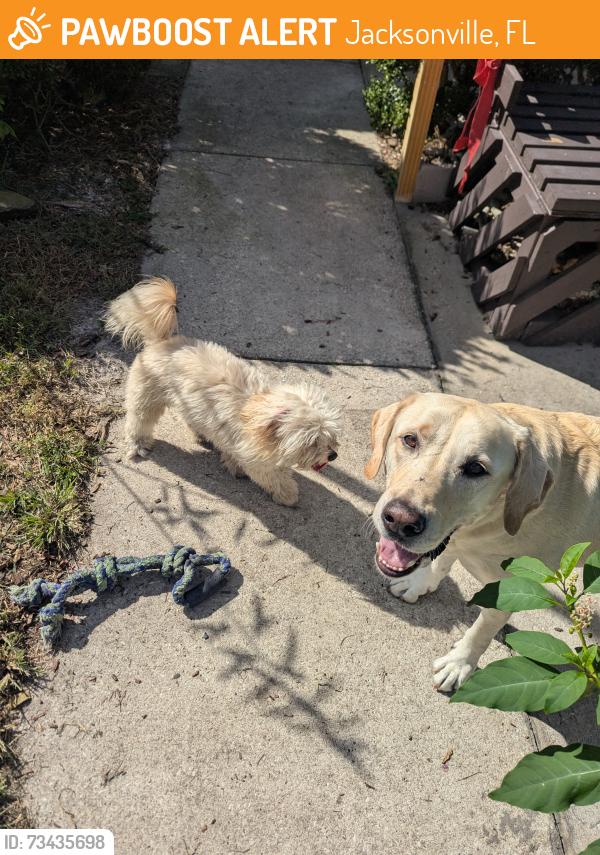 Found/Stray Male Dog last seen Camille Ave and Janice Circle, Jacksonville, FL 32210