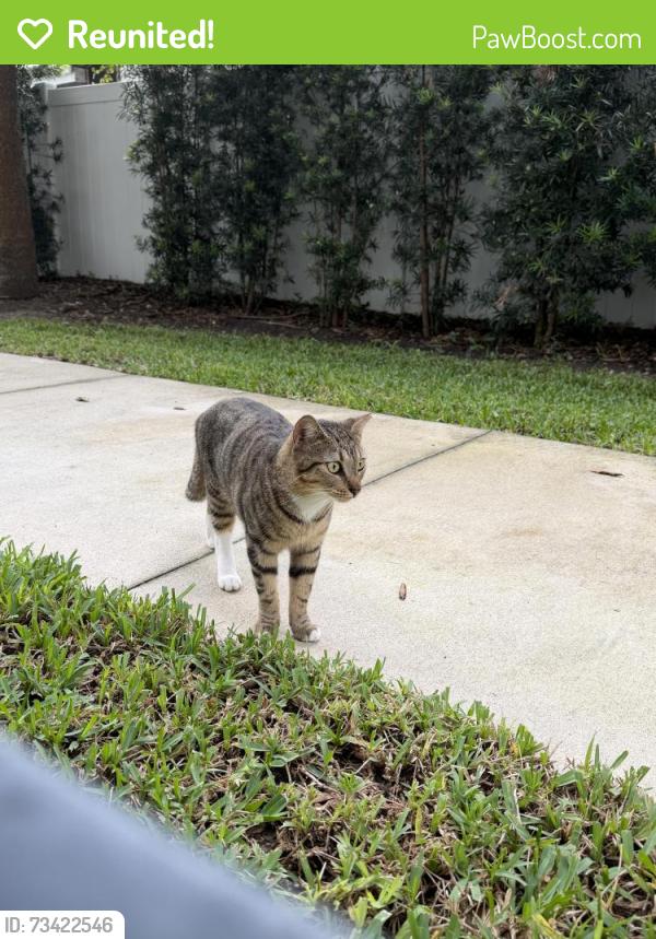 Reunited Female Cat last seen Pineloch ave near orange ave, Orlando, FL 32806