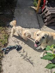 Found/Stray Male Dog last seen Camille Ave and Janice Circle, Jacksonville, FL 32210