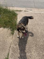 Found/Stray Male Dog last seen allen and dorchester, Arlington, TX 76014