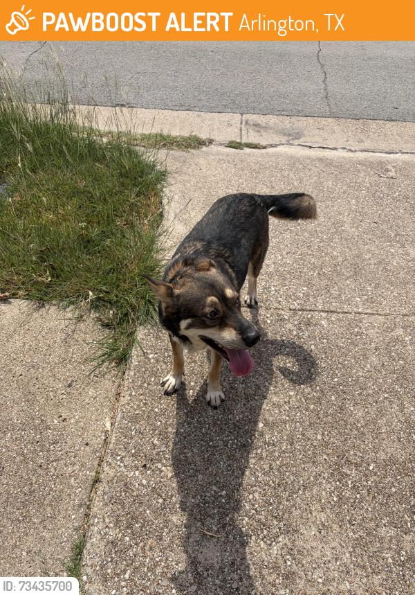 Found/Stray Male Dog last seen allen and dorchester, Arlington, TX 76014
