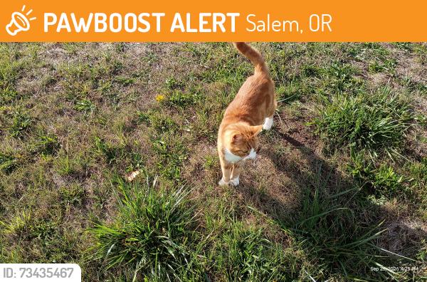 Found/Stray Male Cat last seen Center St NE and Horseback Ct NE, Salem, OR 97301