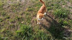 Found/Stray Male Cat last seen Center St NE and Horseback Ct NE, Salem, OR 97301