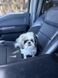 Reunited Female Dog last seen Naples, Chula Vista, CA 91911