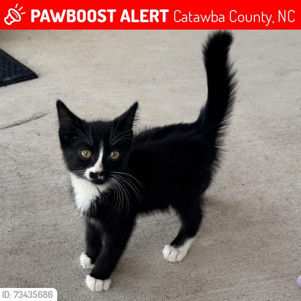 Lost Female Cat last seen Dollar Tree (near Boxcar) in Claremont or Food Lion in Conover beside of the YMCA, Catawba County, NC 28613