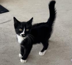 Lost Female Cat last seen Dollar Tree (near Boxcar) in Claremont or Food Lion in Conover beside of the YMCA, Catawba County, NC 28613