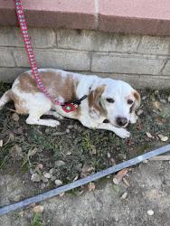 Found/Stray Female Dog last seen Glenoaks/north workman, San Fernando, CA 91340