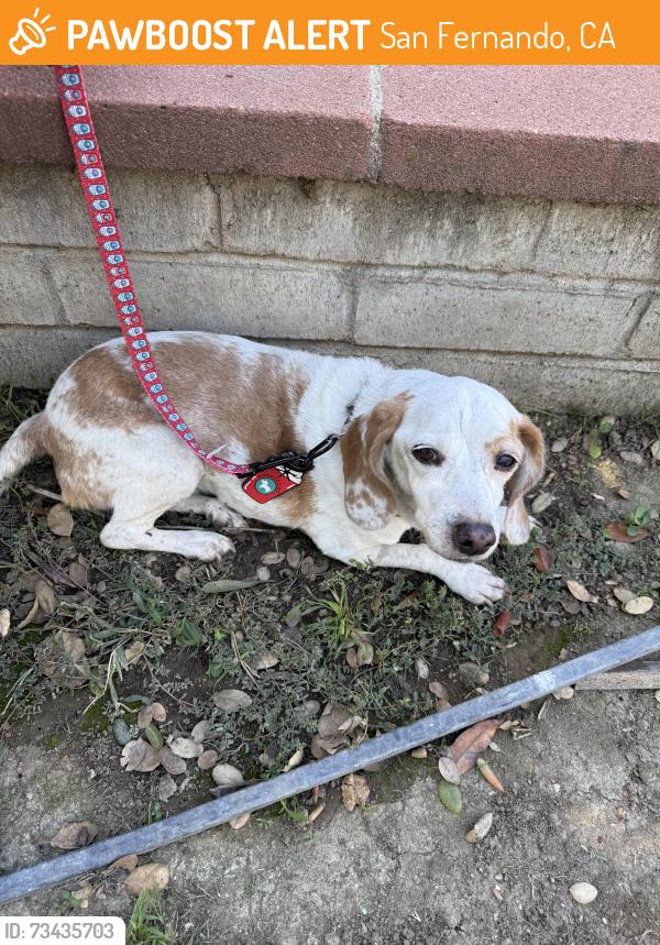 Found/Stray Female Dog last seen Glenoaks/north workman, San Fernando, CA 91340