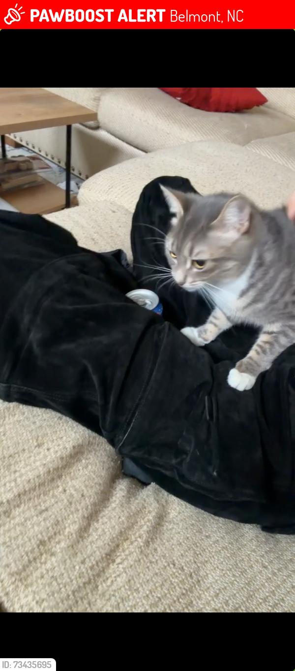 Lost Female Cat last seen Stow pointe neighborhood in Belmont nc, Belmont, NC 28012