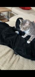 Lost Female Cat last seen Stow pointe neighborhood in Belmont nc, Belmont, NC 28012