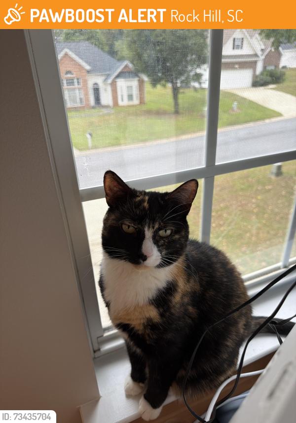 Found/Stray Female Cat last seen Matthews Drive, Rock Hill, SC 29732