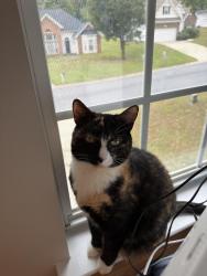 Found/Stray Female Cat last seen Matthews Drive, Rock Hill, SC 29732