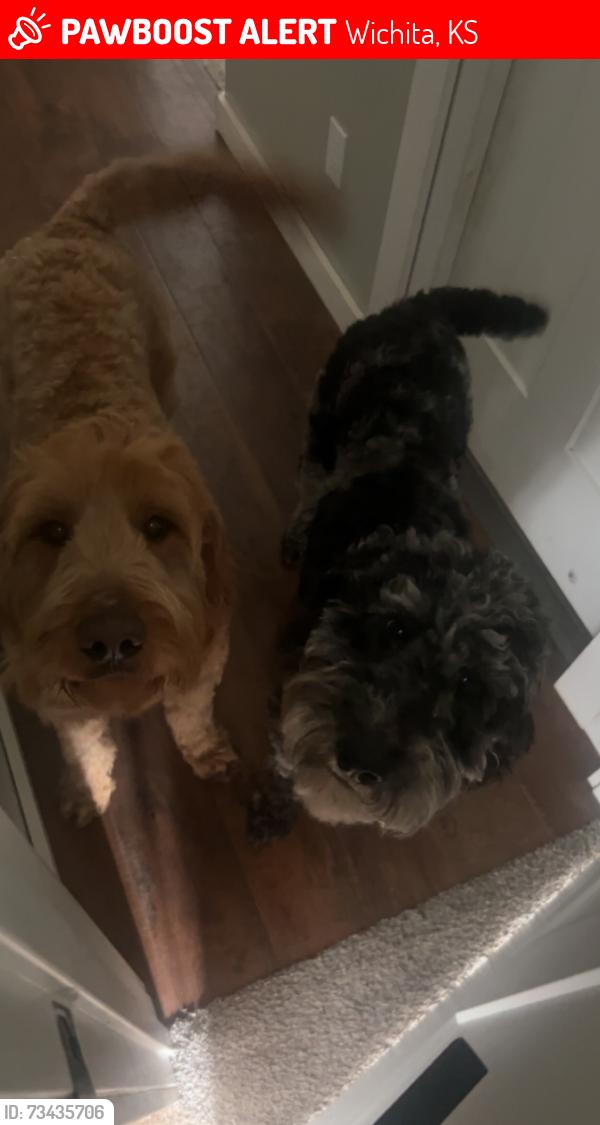 Lost Male Dog last seen Harry and Webb, Wichita, KS 67207
