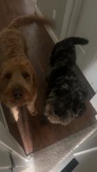 Lost Male Dog last seen Harry and Webb, Wichita, KS 67207