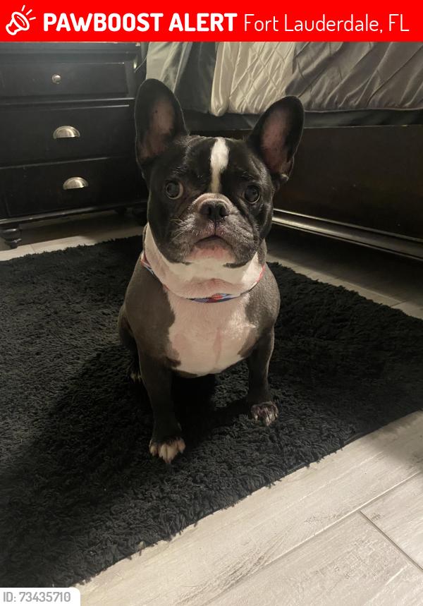 Lost Female Dog last seen Melrose Manor SW 29th AVE Fort Lauderdale, Fort Lauderdale, FL 33312