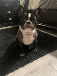 Lost Female Dog last seen Melrose Manor SW 29th AVE Fort Lauderdale, Fort Lauderdale, FL 33312