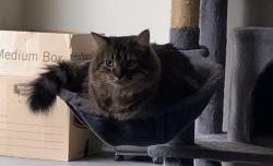 Lost Female Cat last seen we live in the neighborhood near coon rapids high school & the cub, Coon Rapids, MN 55433