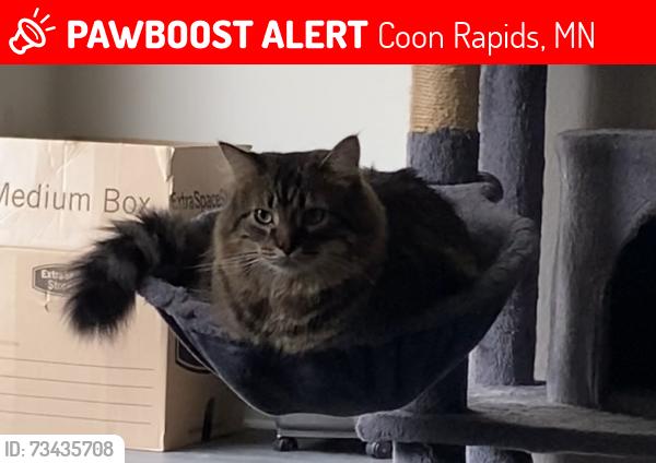 Lost Female Cat last seen we live in the neighborhood near coon rapids high school & the cub, Coon Rapids, MN 55433
