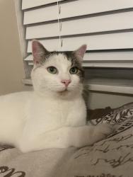 Lost Male Cat last seen SW 47th St Dunnellon, Marion County, FL 34432