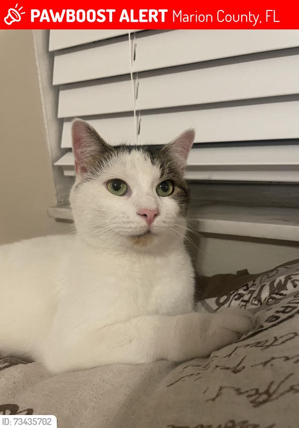 Lost Male Cat last seen SW 47th St Dunnellon, Marion County, FL 34432