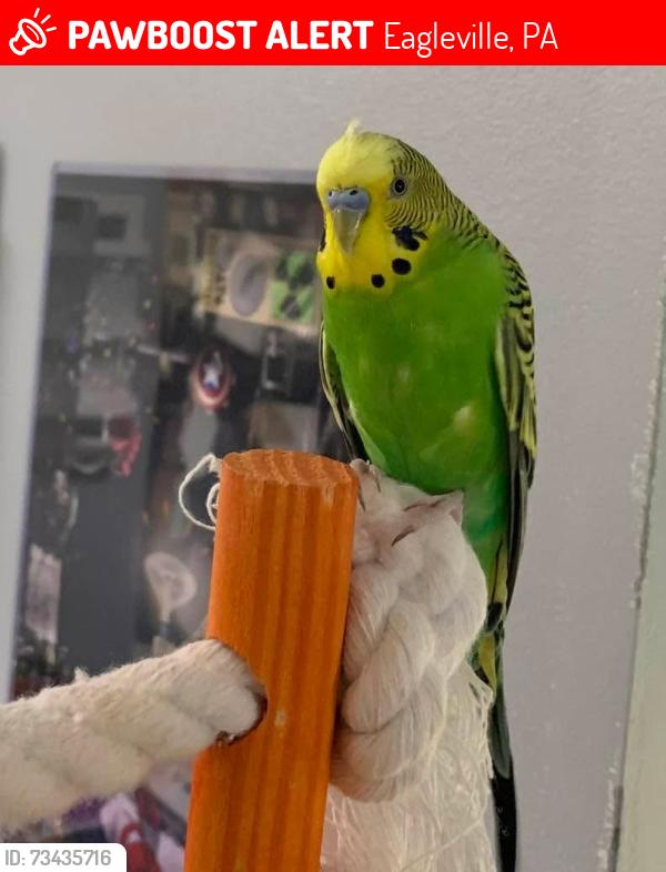 Lost Male Bird last seen Windmill cir and norrington, Eagleville, PA 19403