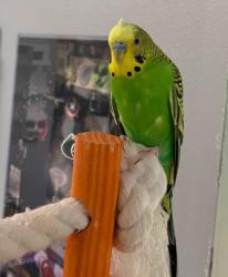 Lost Male Bird last seen Windmill cir and norrington, Eagleville, PA 19403