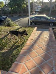 Found/Stray Unknown Dog last seen 33rd and walnut signal hill, Signal Hill, CA 90755