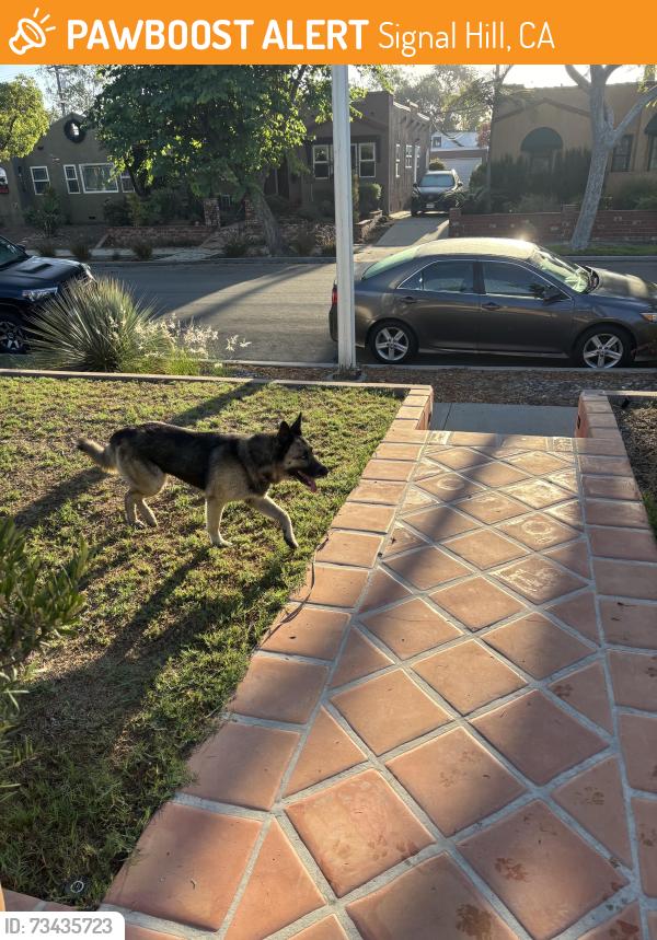 Found/Stray Unknown Dog last seen 33rd and walnut signal hill, Signal Hill, CA 90755