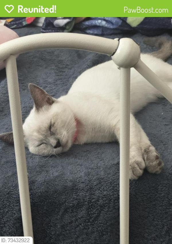 Reunited Female Cat last seen Bosc lane I’m anaverde community, Palmdale, CA, Palmdale, CA 93551
