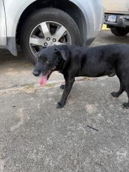 Reunited Male Dog last seen Near Country Rd, Pasadena, TX 77505, USA, Pasadena, TX 77505