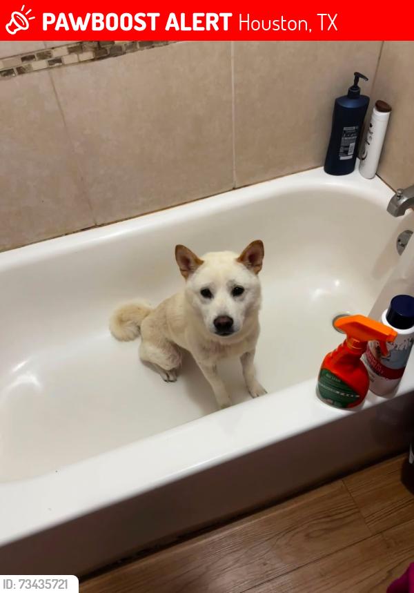 Lost Male Dog last seen Near ella blvd, Houston, TX 77014