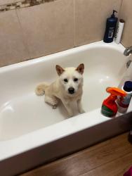 Lost Male Dog last seen Near ella blvd, Houston, TX 77014