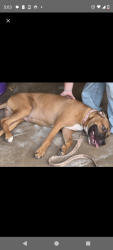 Lost Female Dog last seen Sw 53 street, Oklahoma City, OK 73119