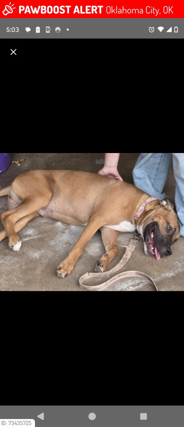 Lost Female Dog last seen Sw 53 street, Oklahoma City, OK 73119