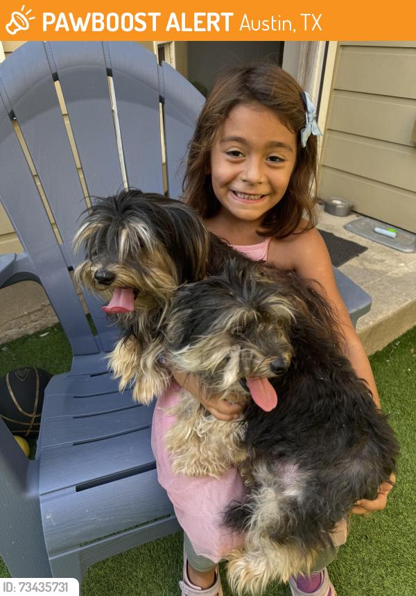 Found/Stray Male Dog last seen Scales street between McCloskey and Zach Scott., Austin, TX 78723